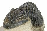 Detailed Hollardops Trilobite - Orange Eye Preservation #271531-1